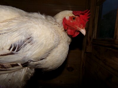 Hen animals i wanted to live with animals