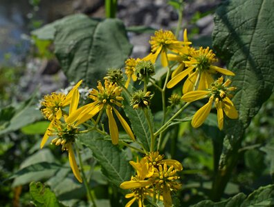 Southeast yellow flower photo