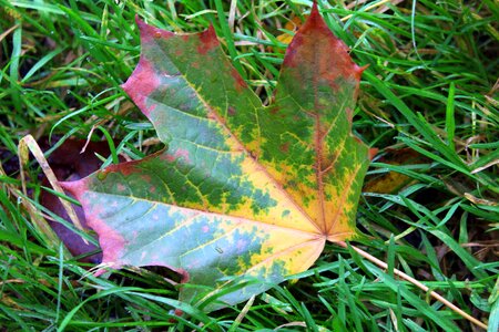 Nature colour autumn photo