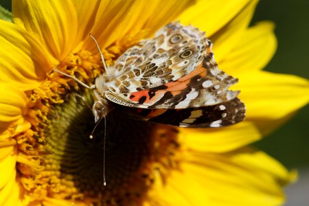 Butterfly sunflower photo
