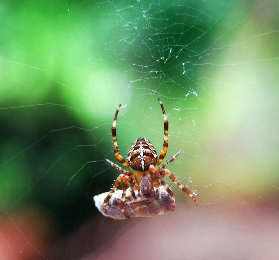 Cobweb caught kill