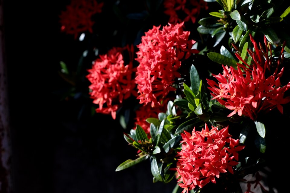 Leaf garden bloom