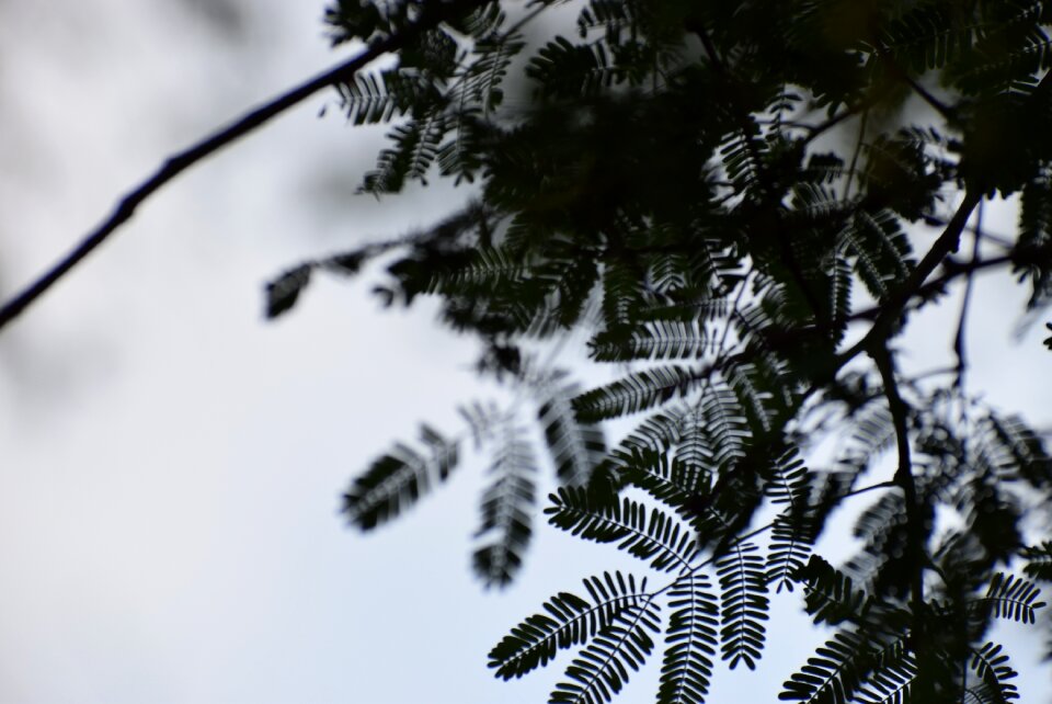 Shadow dark and green