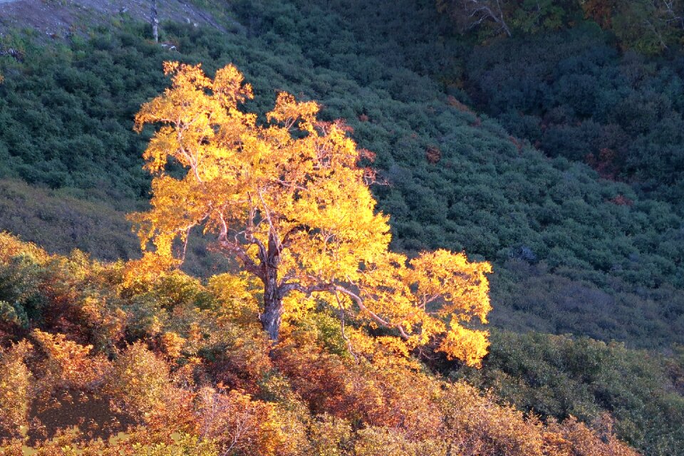 Mountains forest fall colors