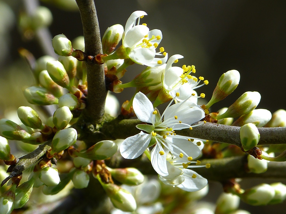 Schlehendorn heckendorn hedge