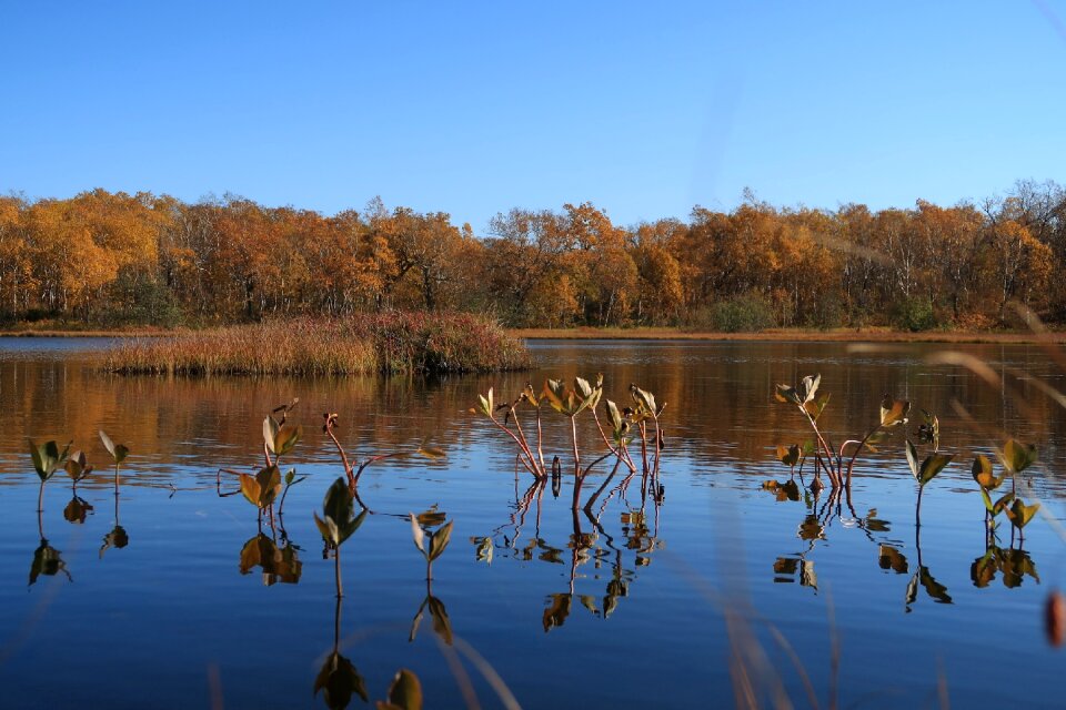 Tundra swamp nature