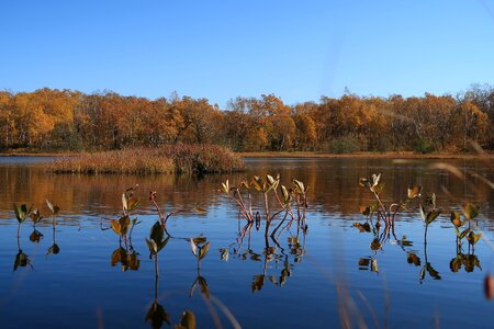 Tundra swamp nature photo