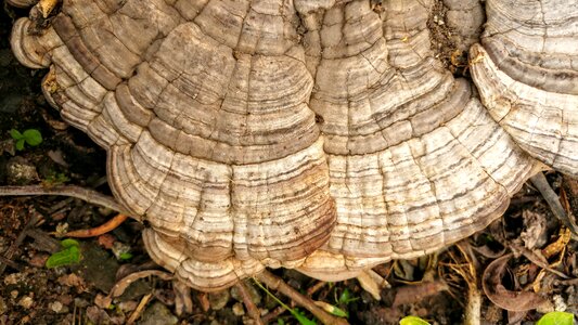 Textures forest nature