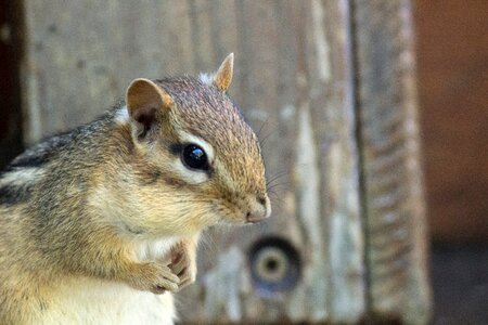 Porch rodent fur