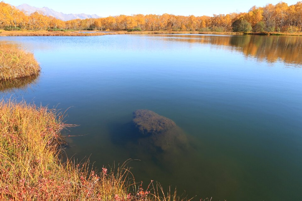 Tundra swamp nature