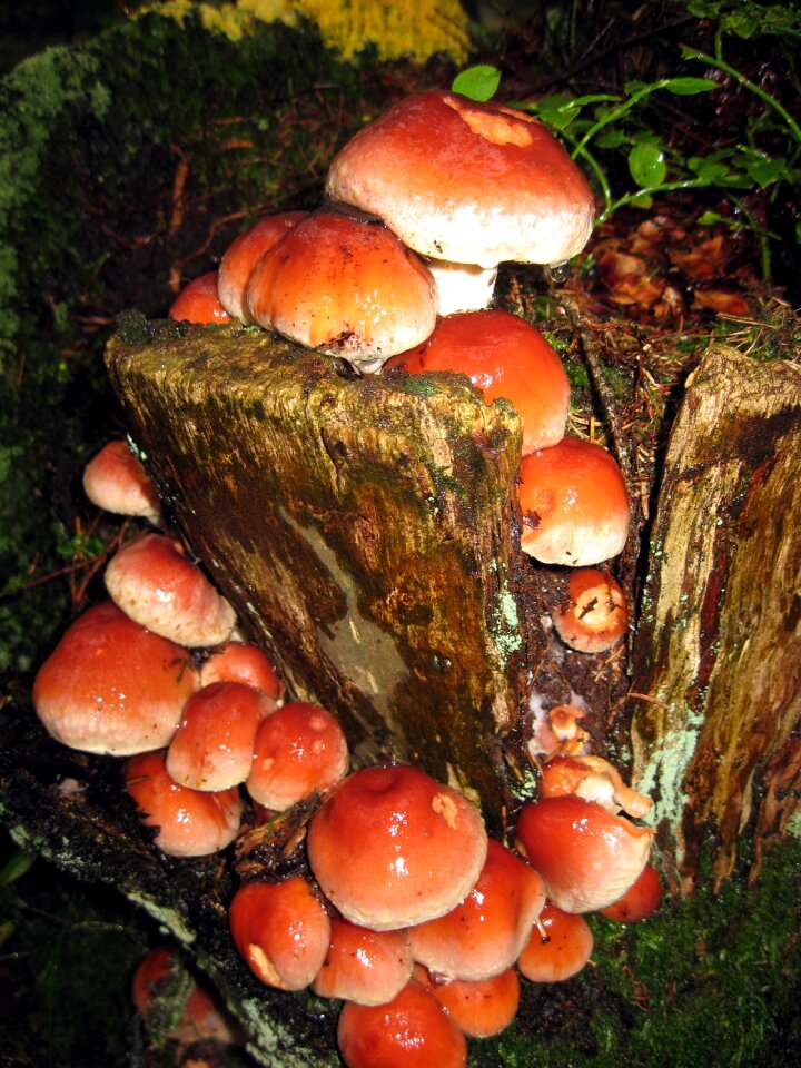 Amanita autumn red