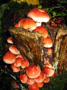 Amanita autumn red photo