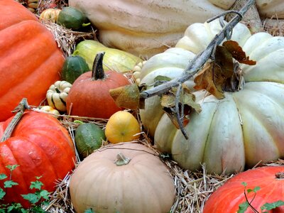 Ripe patch harvest photo