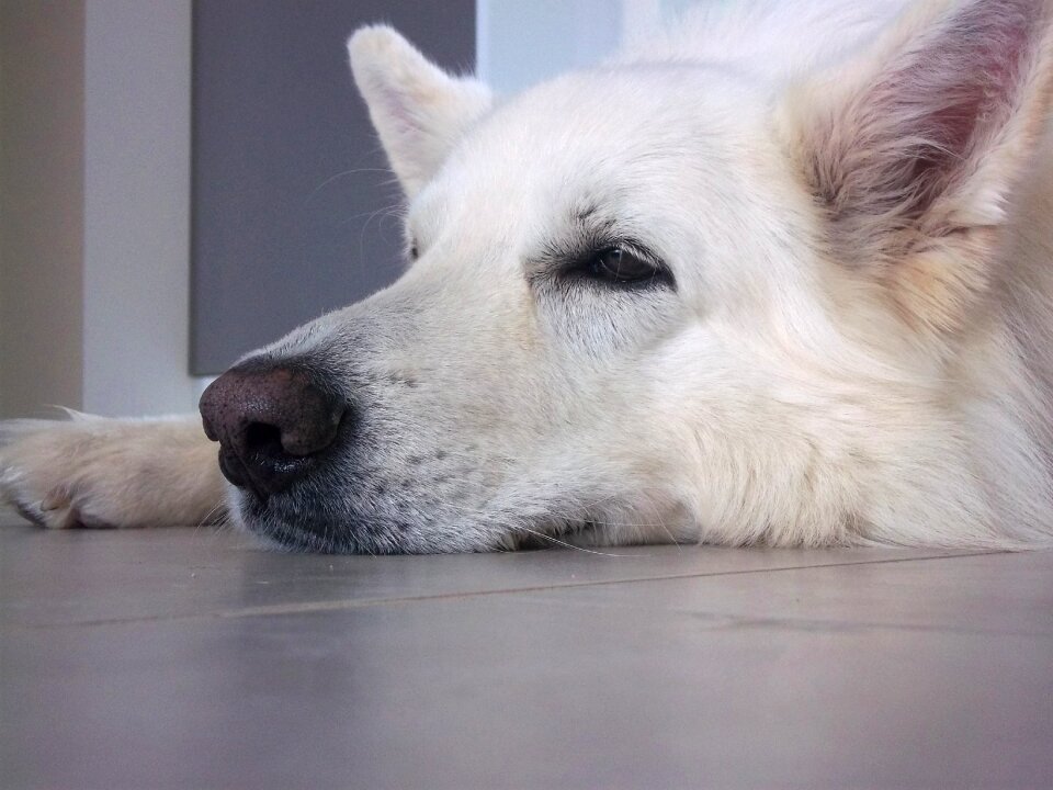 Swiss white shepherd dog animals