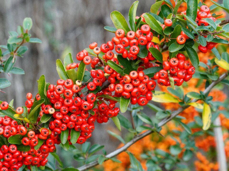 Thorns fruit hedge