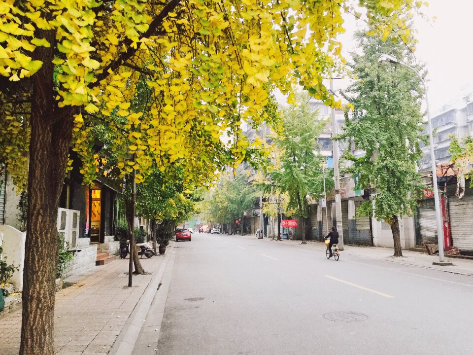 China street ginkgo