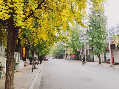 China street ginkgo
