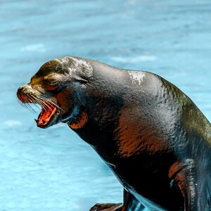 Marine mammals shiny water