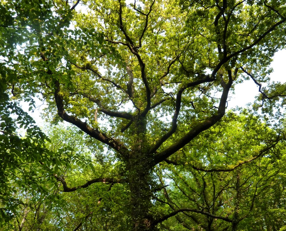 Trunk majestic tree branches tree