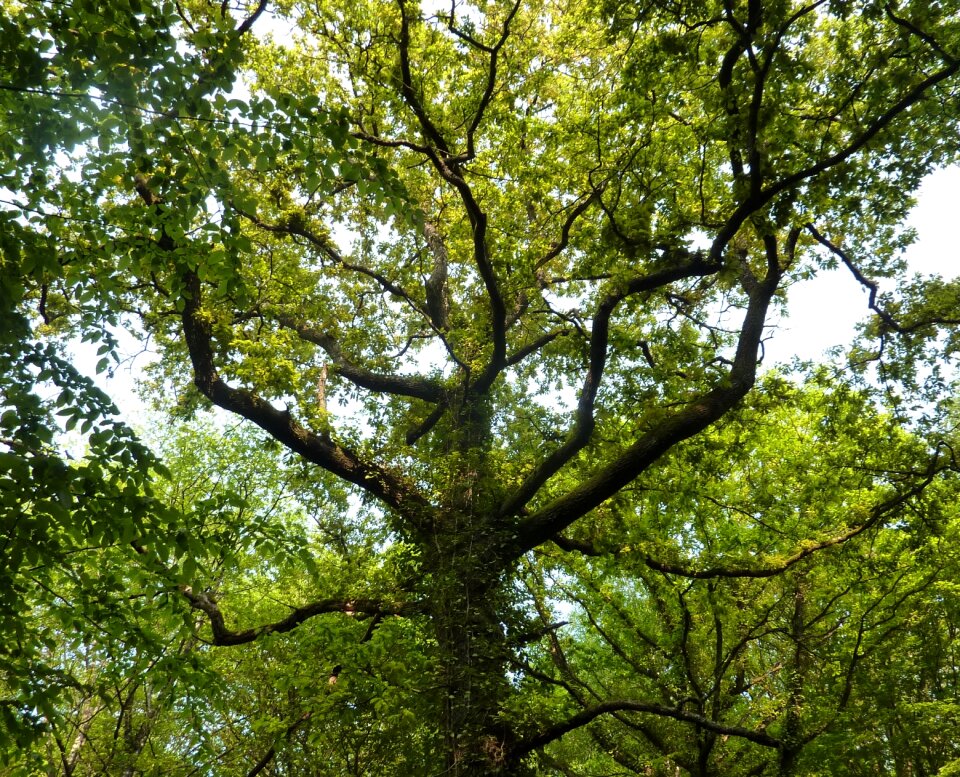 Trunk majestic tree branches tree photo