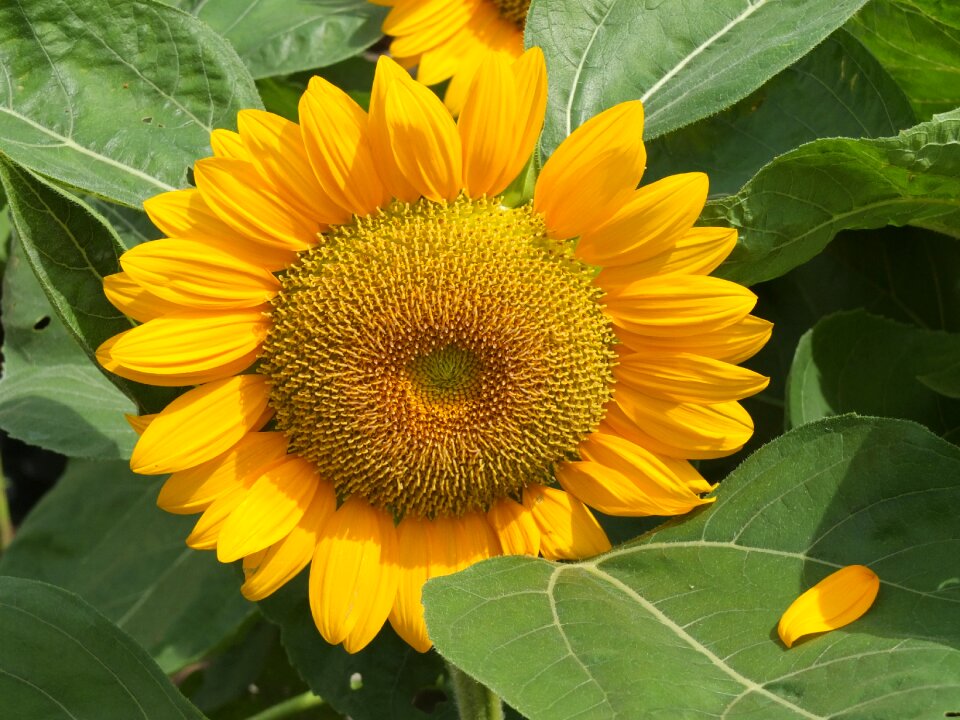 Bright bloom yellow flowers