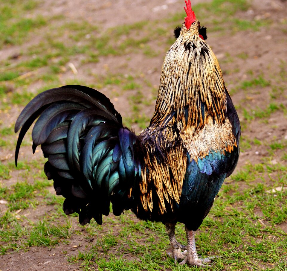Beautiful feather nature
