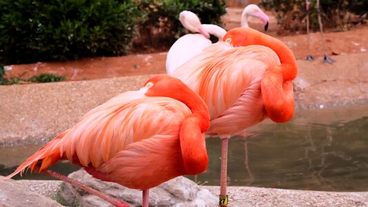 Flamingo zoo dalian