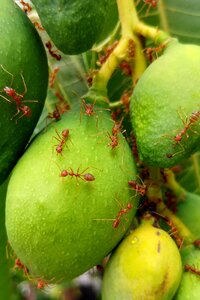 Insects manggo fruit