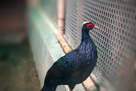 Mikado pheasant pheasant animalia