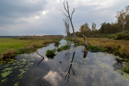 Moor nature reed