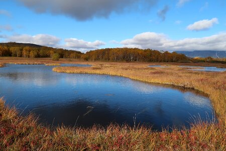 Tundra swamp nature