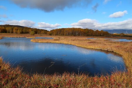 Tundra swamp nature photo