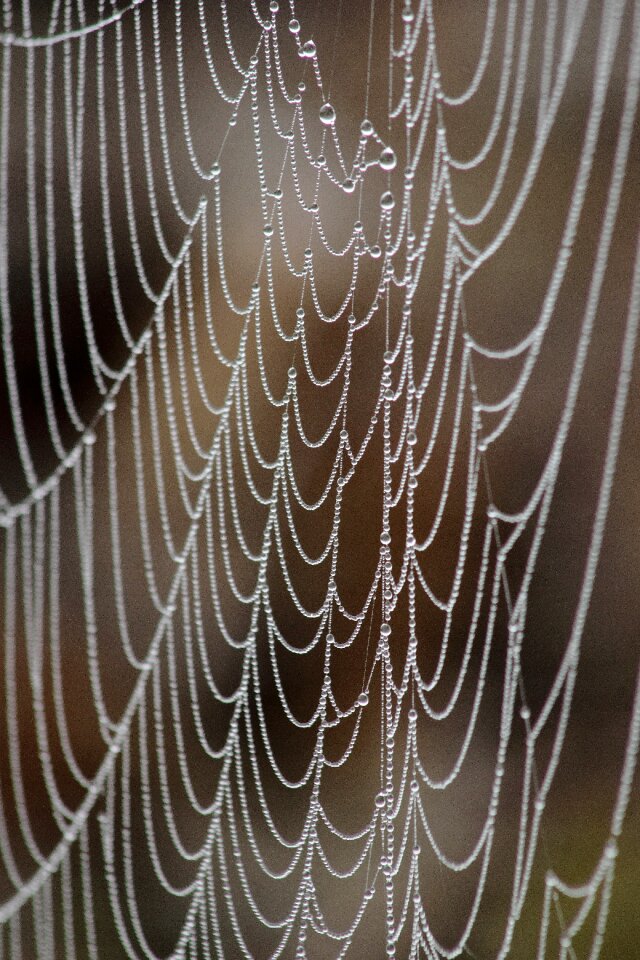 Drops macro summer