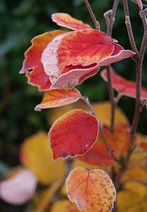 Frost bush yellow leaves