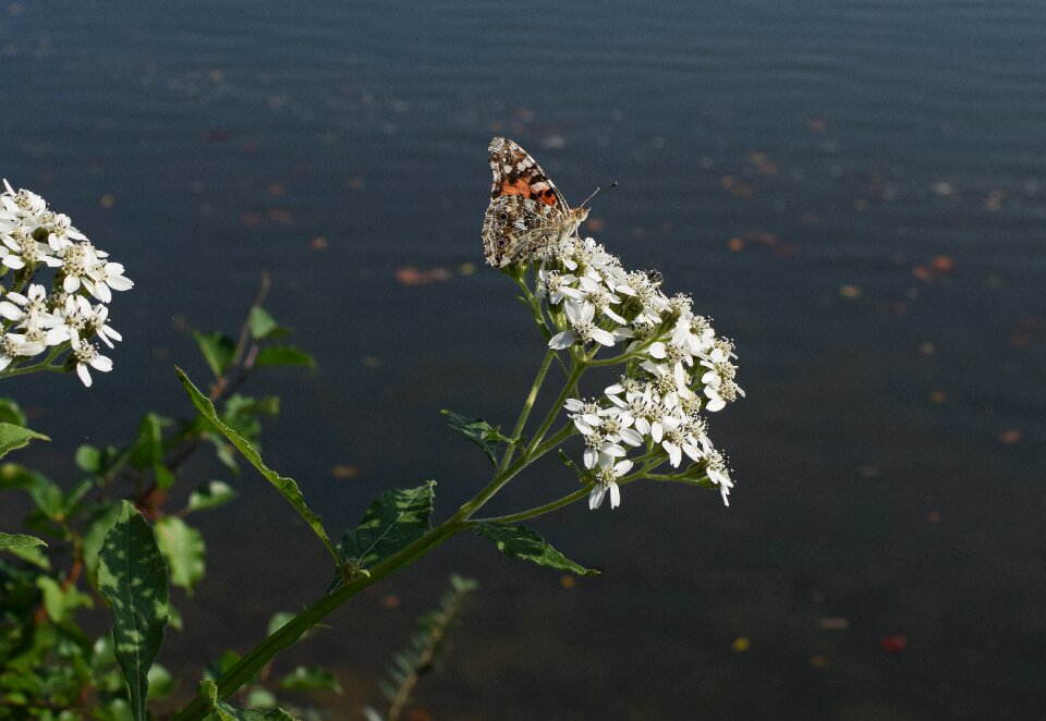Animal tall boneset flower