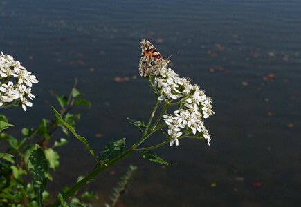 Animal tall boneset flower