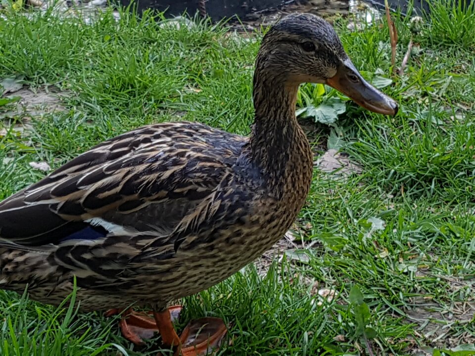 Waterfront bird wild ducks