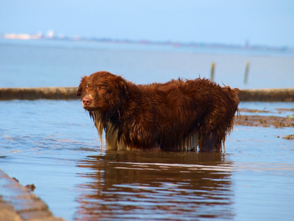 Animal water dog wet dog