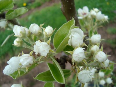 Bloom spring nature