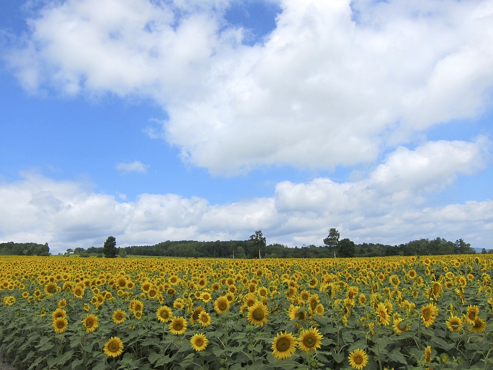 Landscapes nature blossoms