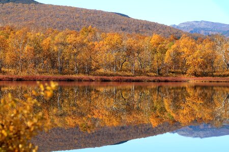 Reflection forest golden autumn photo