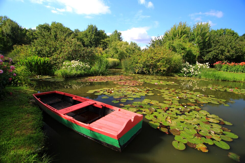 Aquatic plant nature white water lily