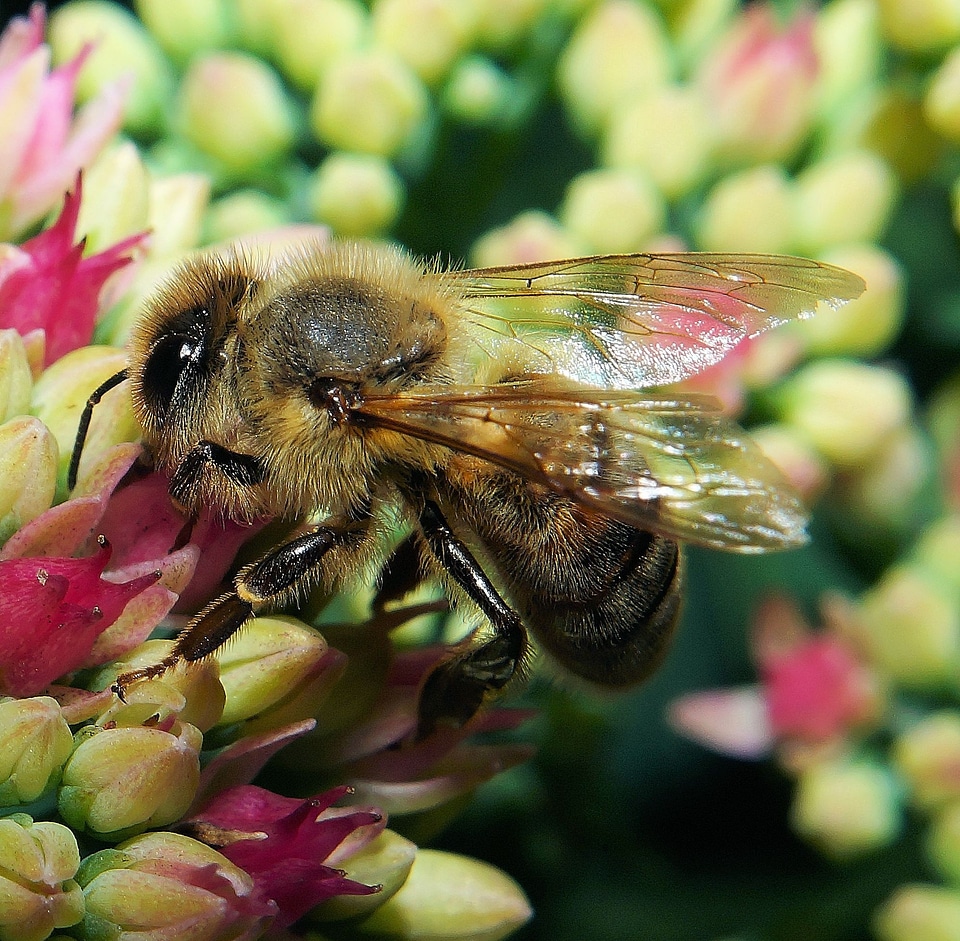 Close up pollination macro