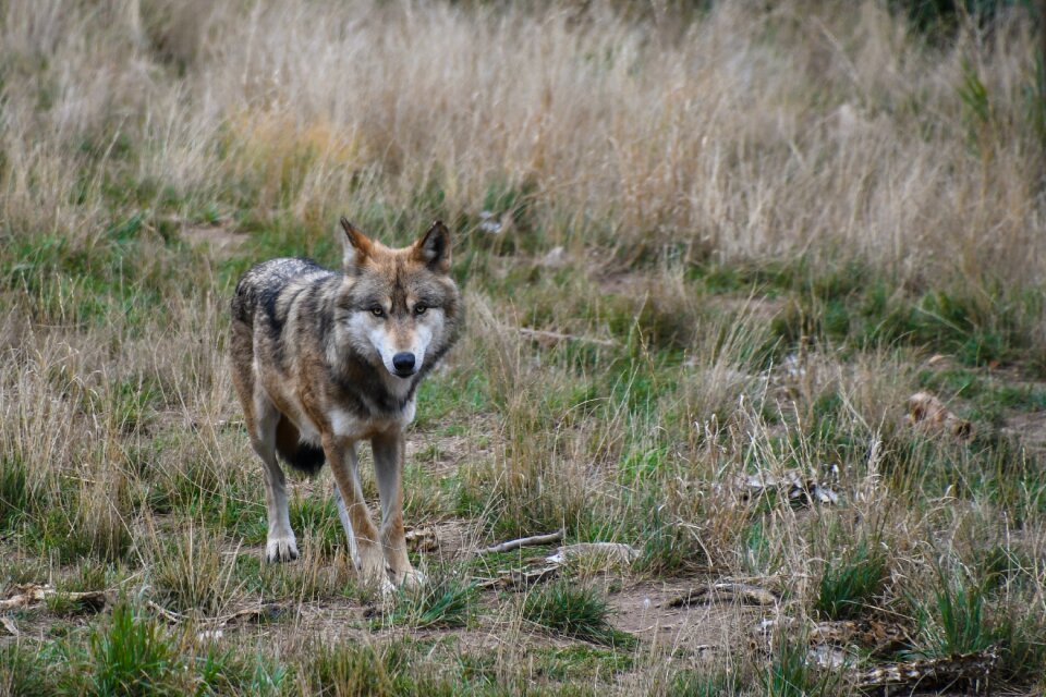 Predator animal wild