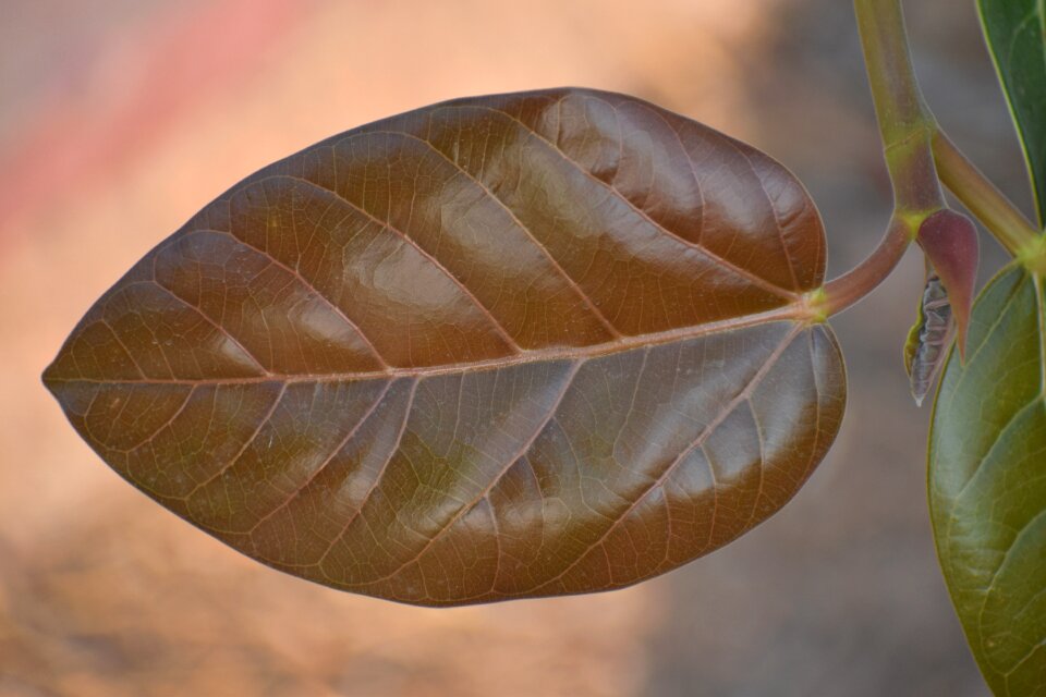 Young leaf brown