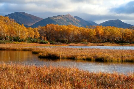 Tundra swamp nature