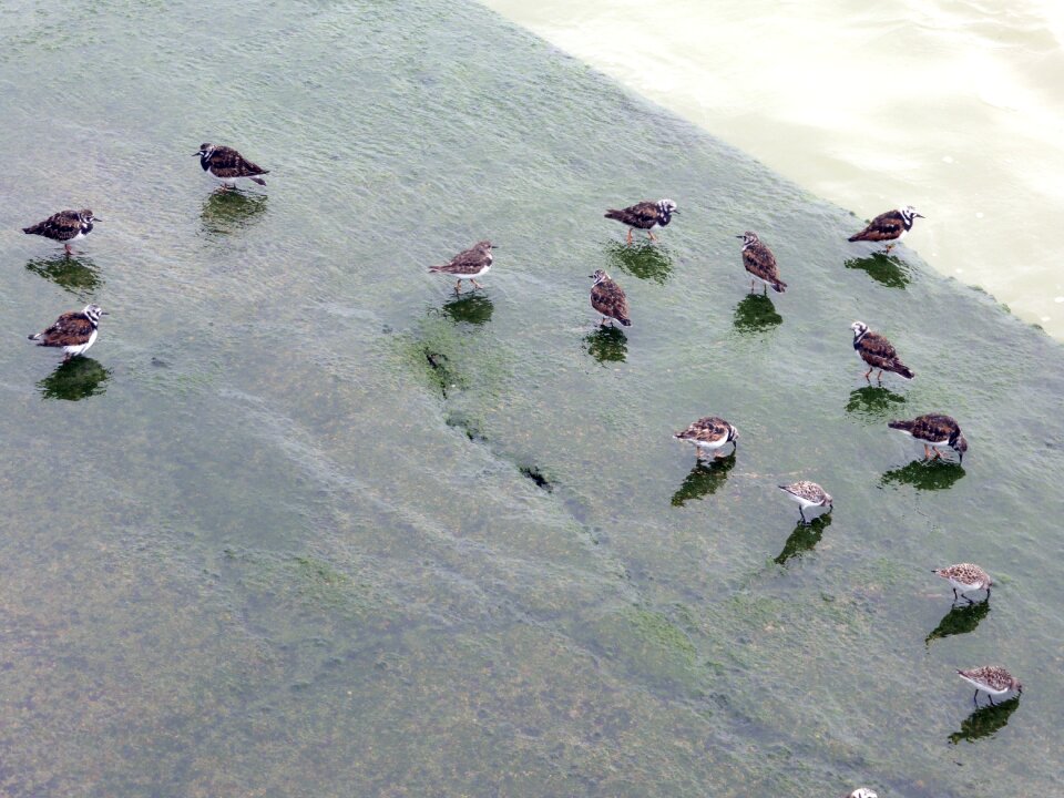 Small birds waves reflection photo