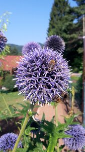 Sphaerocephalus blue blossom