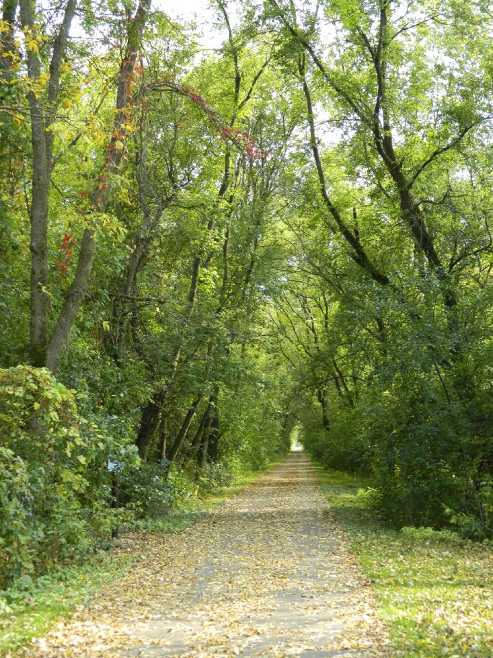 Woods landscape autumn photo