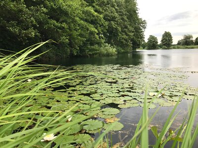 Lake with water lilies lakeside pond